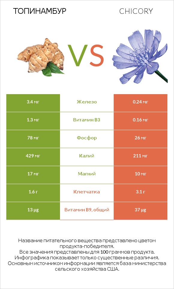 Топинамбур vs Chicory infographic