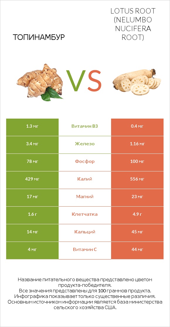 Топинамбур vs Lotus root infographic