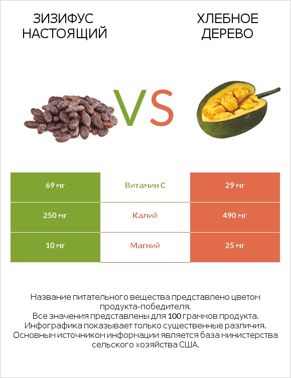 Зизифус настоящий vs Хлебное дерево infographic