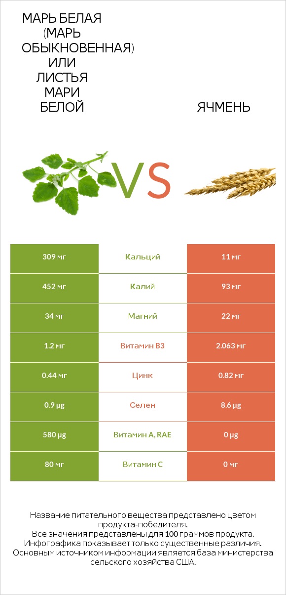 Марь белая (Марь обыкновенная) или Листья мари белой vs Ячмень infographic