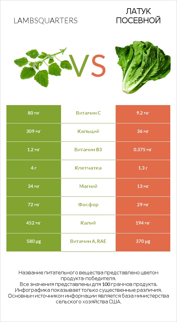 Марь белая (Марь обыкновенная) или Листья мари белой vs Латук посевной infographic