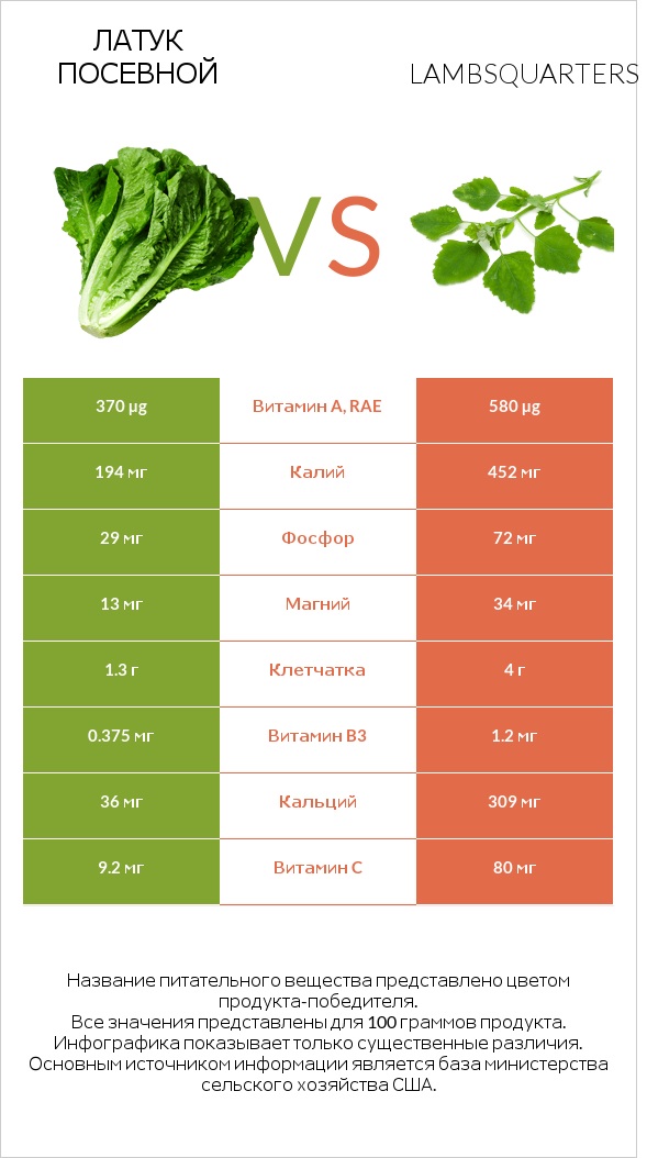 Латук посевной vs Марь белая (Марь обыкновенная) или Листья мари белой infographic