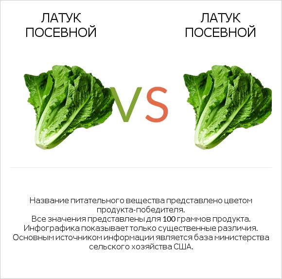 Латук посевной vs Латук посевной infographic