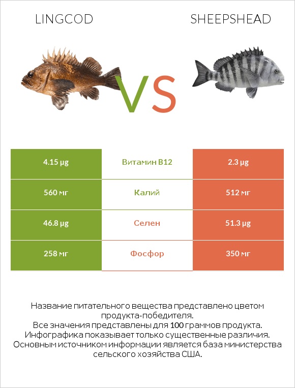 Lingcod vs Sheepshead infographic