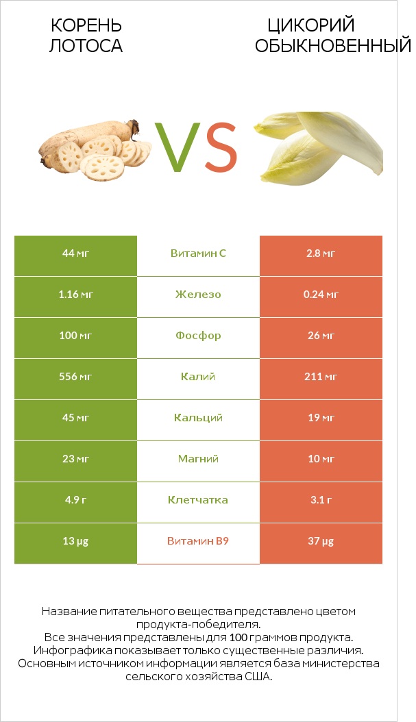 Lotus root vs Chicory infographic