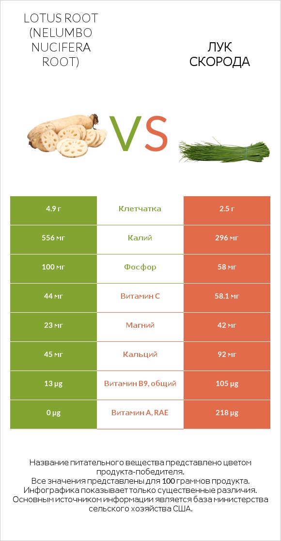 Lotus root vs Лук скорода infographic
