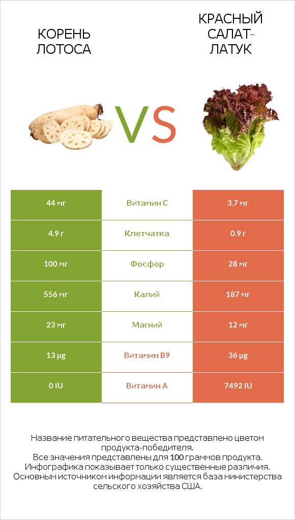 Корень лотоса vs Красный салат-латук  infographic