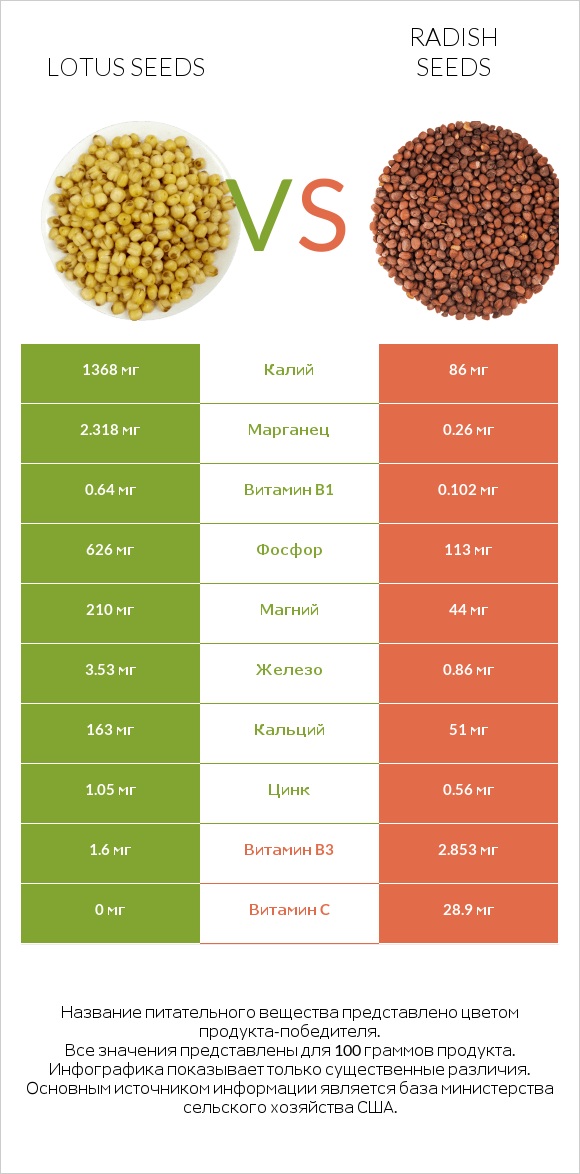 Lotus seeds vs Семена редиса infographic