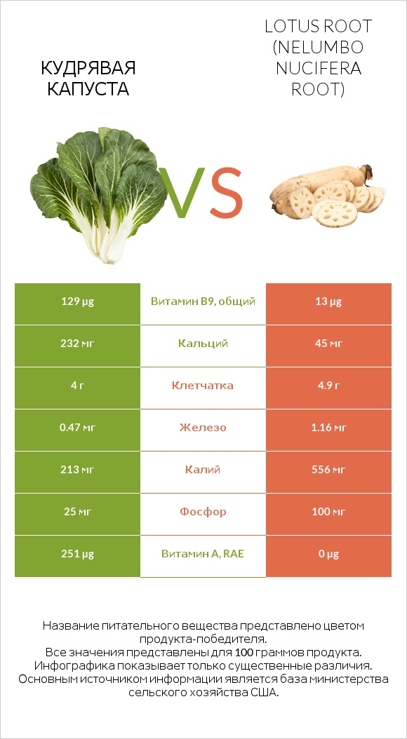 Кудрявая капуста vs Корень лотоса infographic