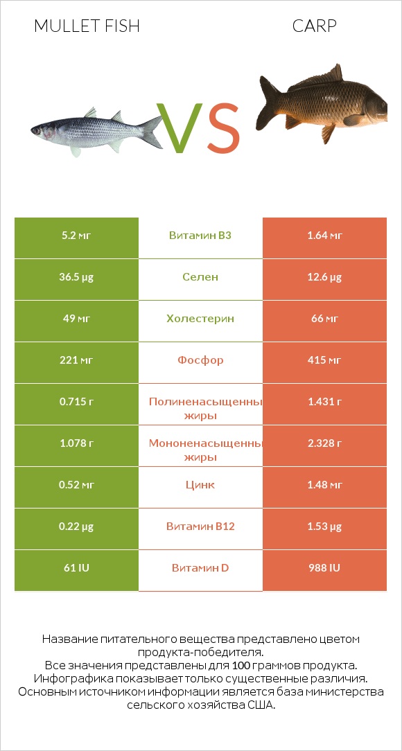 Mullet fish vs Carp infographic