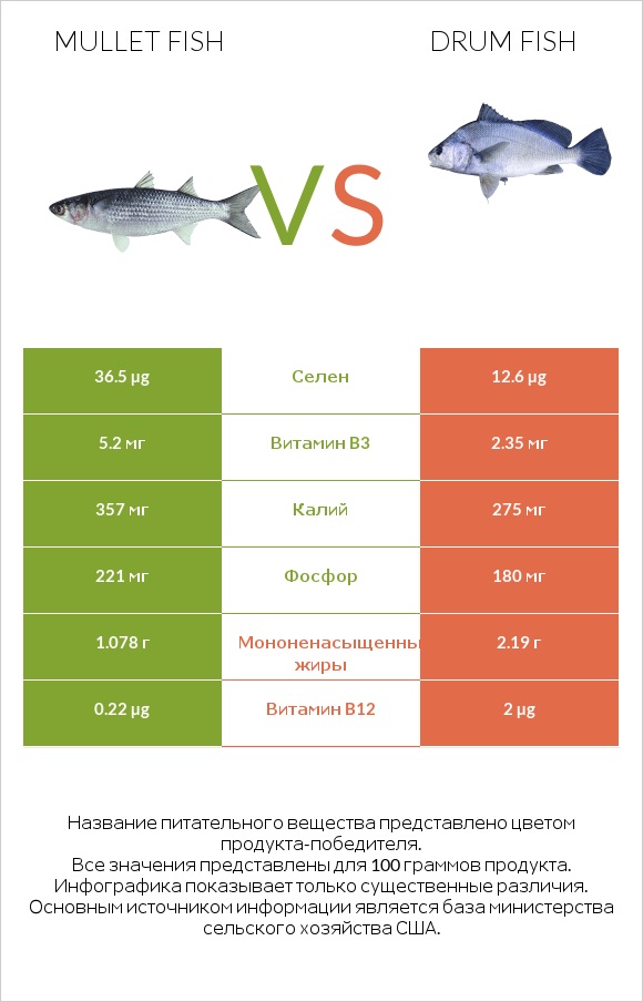 Mullet fish vs Drum fish infographic