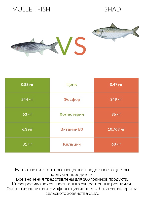 Mullet fish vs Shad infographic