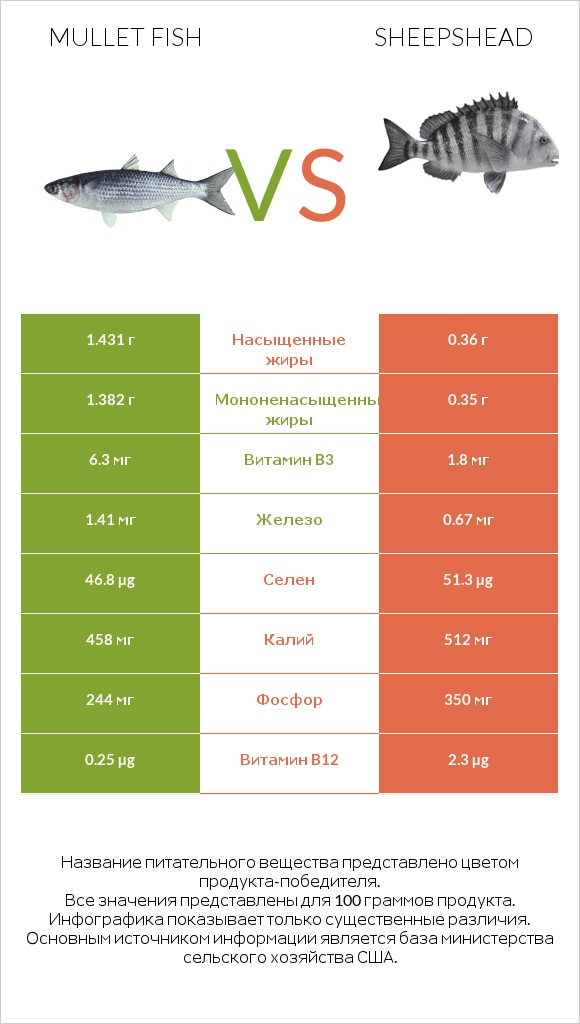 Mullet fish vs Sheepshead infographic