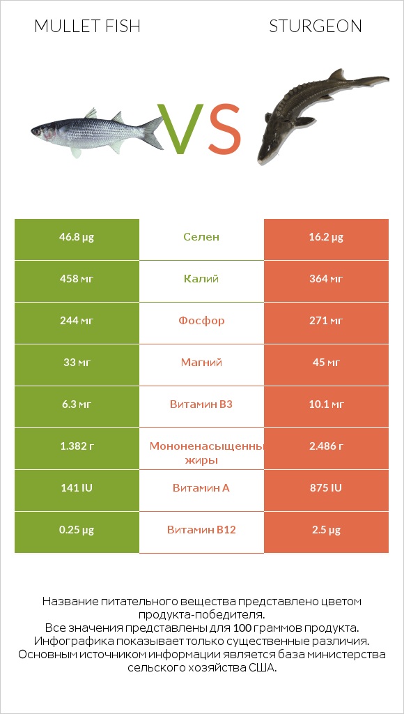 Mullet fish vs Sturgeon infographic