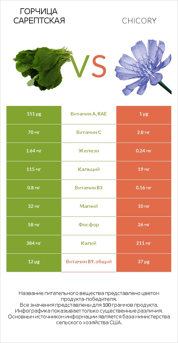 Горчица сарептская vs Chicory infographic