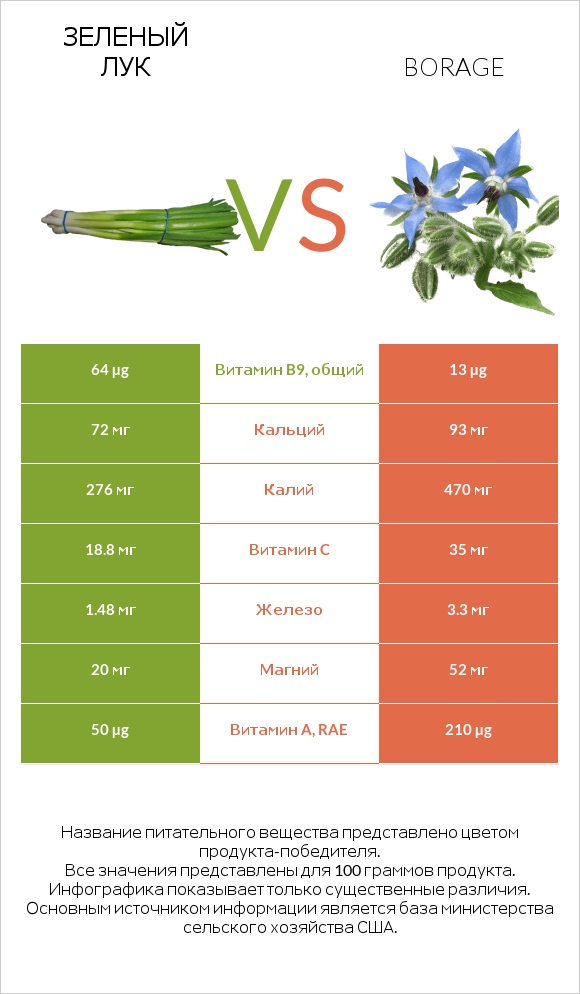 Зеленый лук vs Бурачник лекарственный infographic