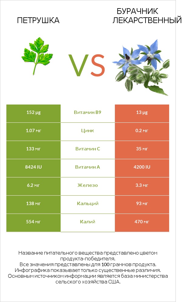 Петрушка vs Бурачник лекарственный infographic