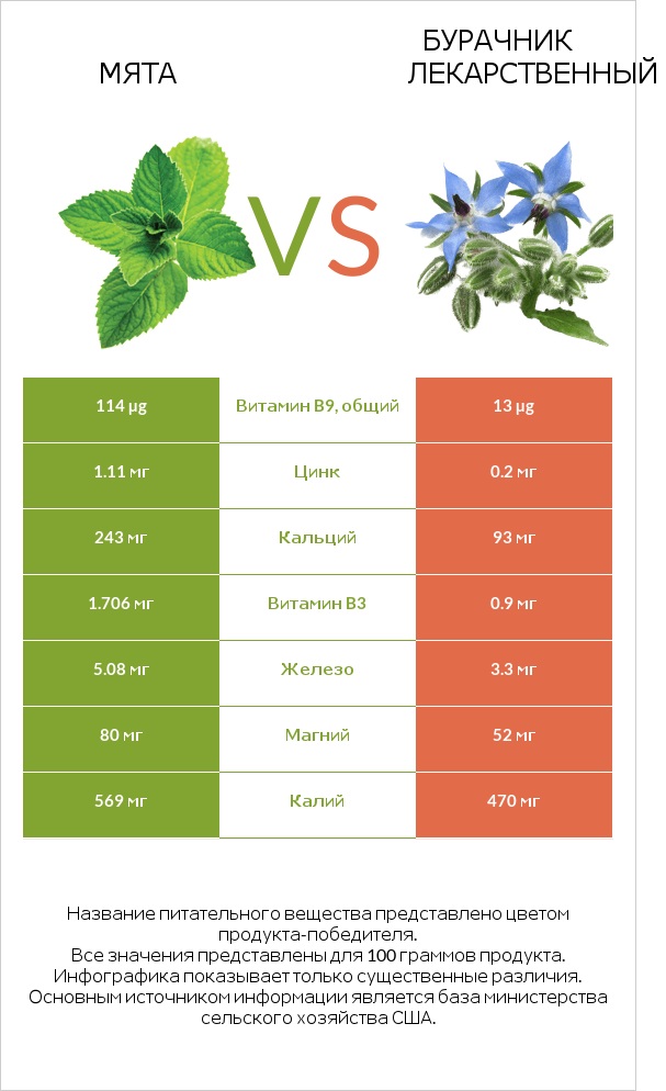 Мята vs Бурачник лекарственный infographic