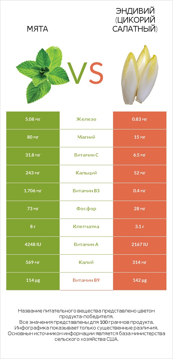 Мята vs Эндивий (Цикорий салатный)  infographic