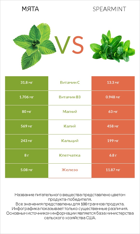 Мята vs Spearmint infographic