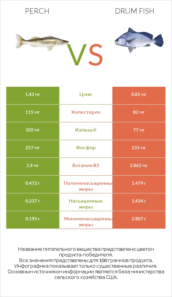 Perch vs Drum fish infographic