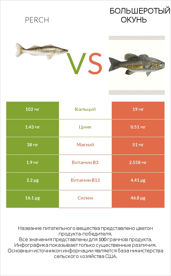 Perch vs Большеротый окунь infographic