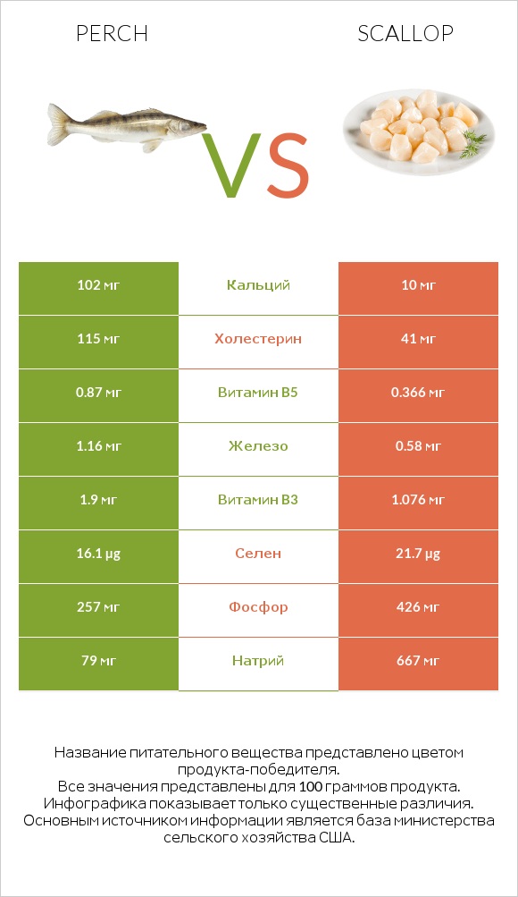 Perch vs Scallop infographic