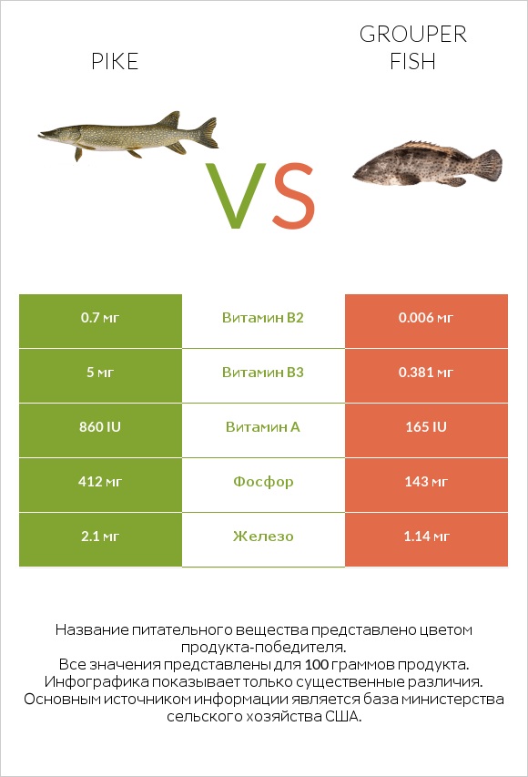 Pike vs Grouper fish infographic