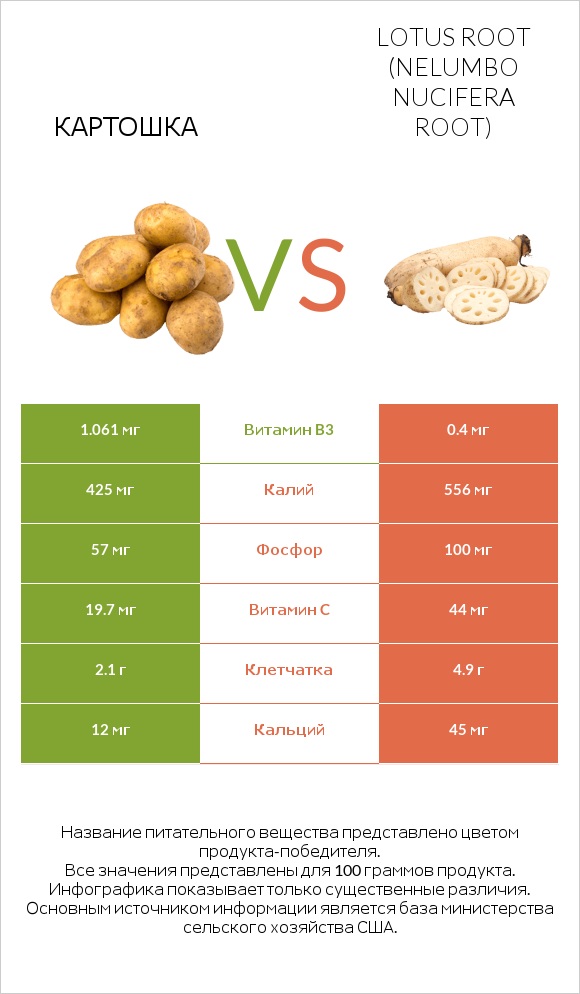 Картошка vs Lotus root infographic