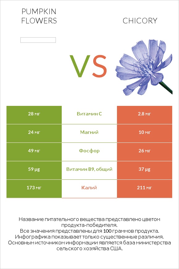 Pumpkin flowers vs Chicory infographic