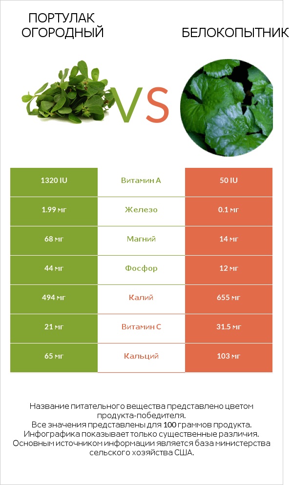 Purslane vs Butterbur infographic