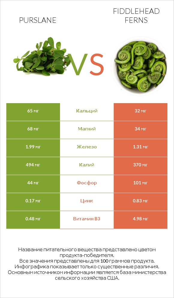 Purslane vs Fiddlehead ferns infographic