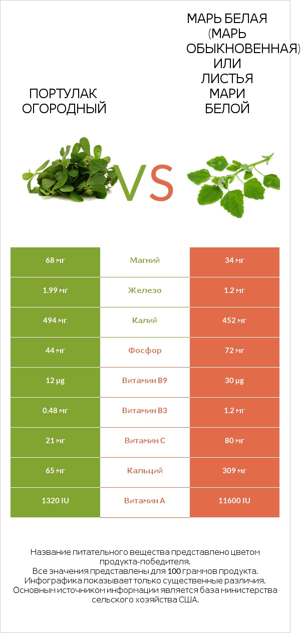 Портулак огородный vs Марь белая (Марь обыкновенная) или Листья мари белой infographic