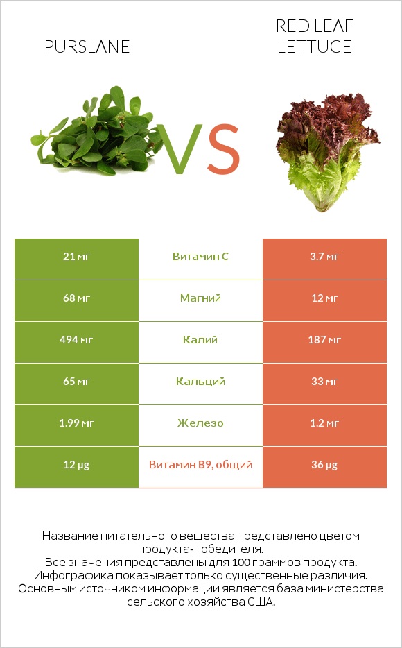 Purslane vs Red leaf lettuce infographic