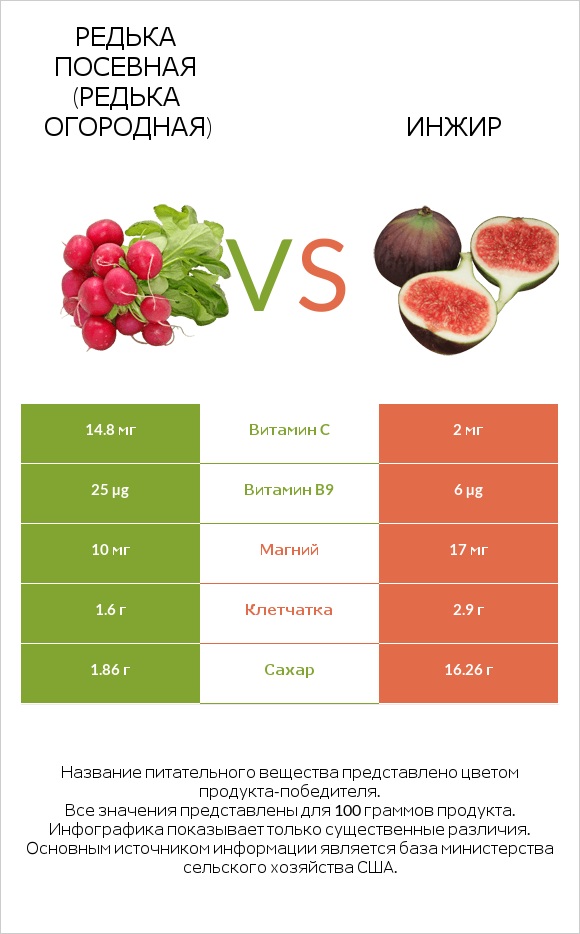 Редька посевная (Редька огородная) vs Инжир infographic