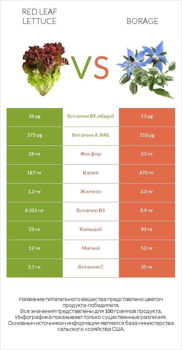 Red leaf lettuce vs Borage infographic