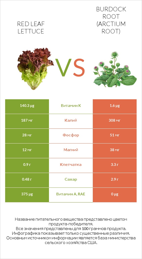 Red leaf lettuce vs Burdock root infographic