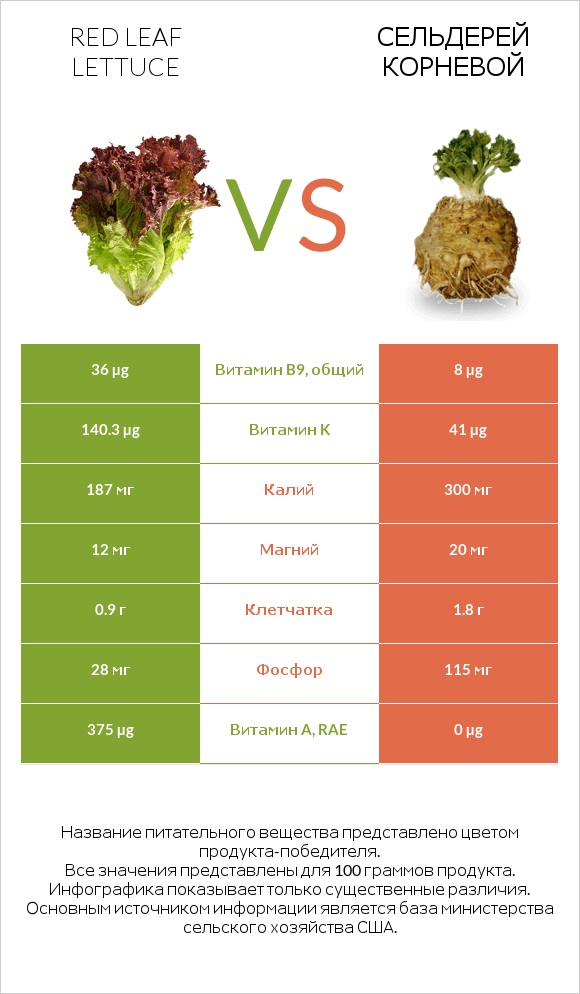 Red leaf lettuce vs Сельдерей корневой infographic