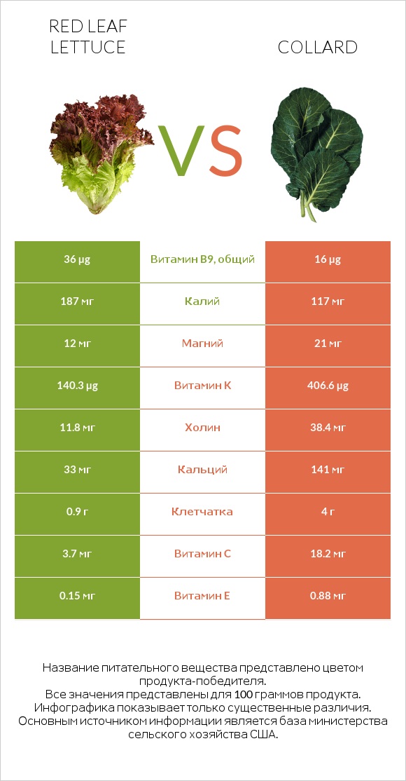 Red leaf lettuce vs Collard infographic