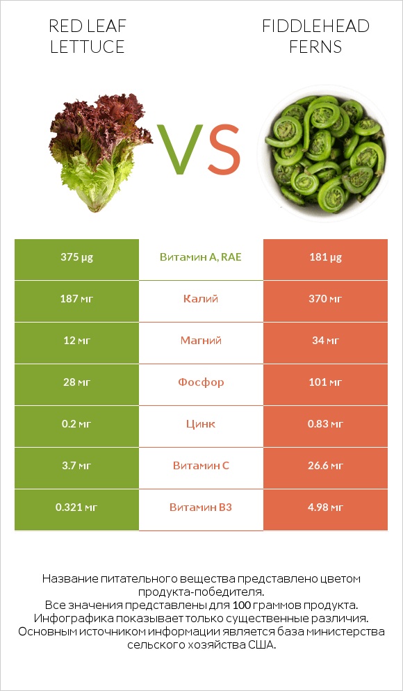 Red leaf lettuce vs Fiddlehead ferns infographic