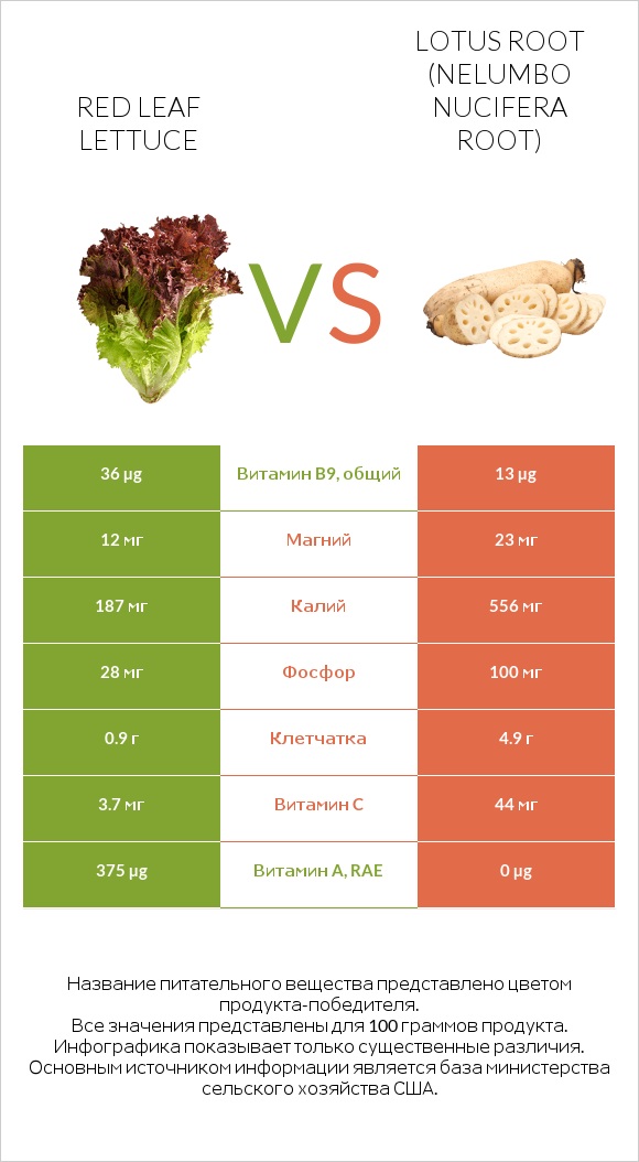 Red leaf lettuce vs Lotus root infographic