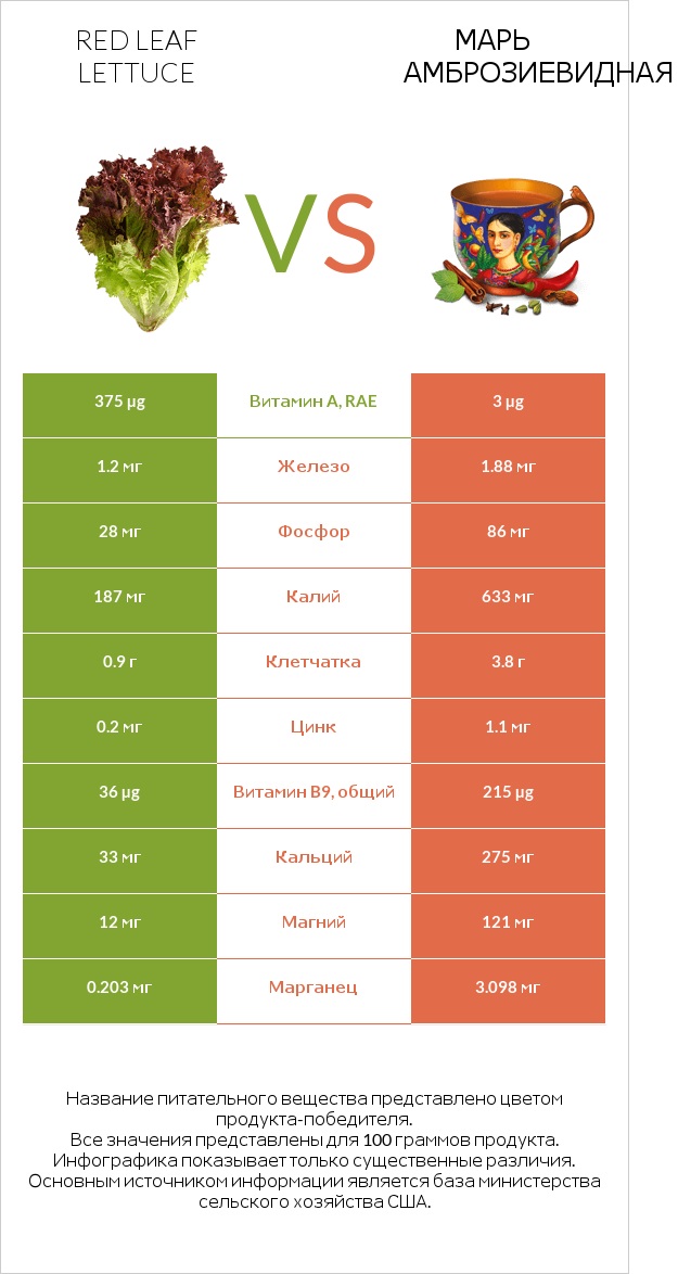 Red leaf lettuce vs Марь амброзиевидная infographic