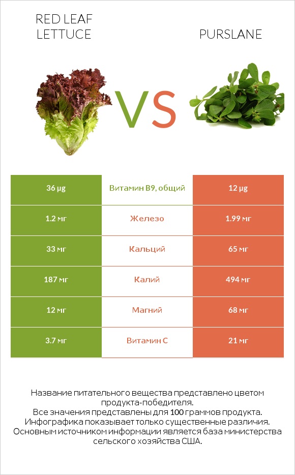 Red leaf lettuce vs Purslane infographic