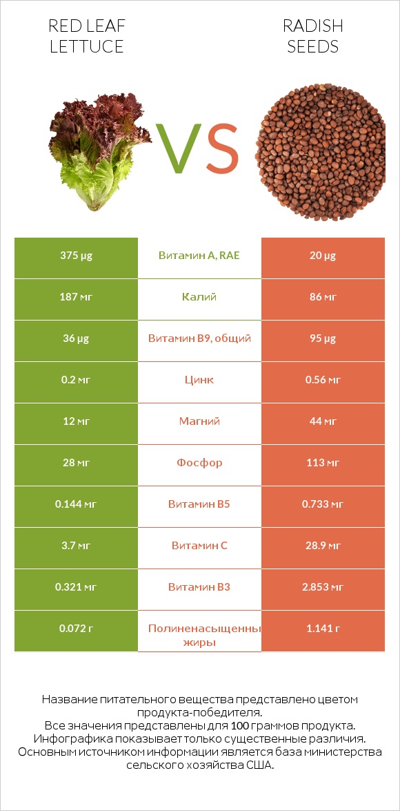 Red leaf lettuce vs Radish seeds infographic