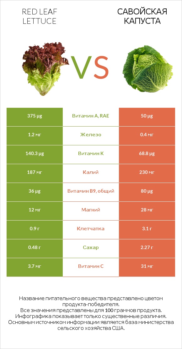 Red leaf lettuce vs Савойская капуста infographic