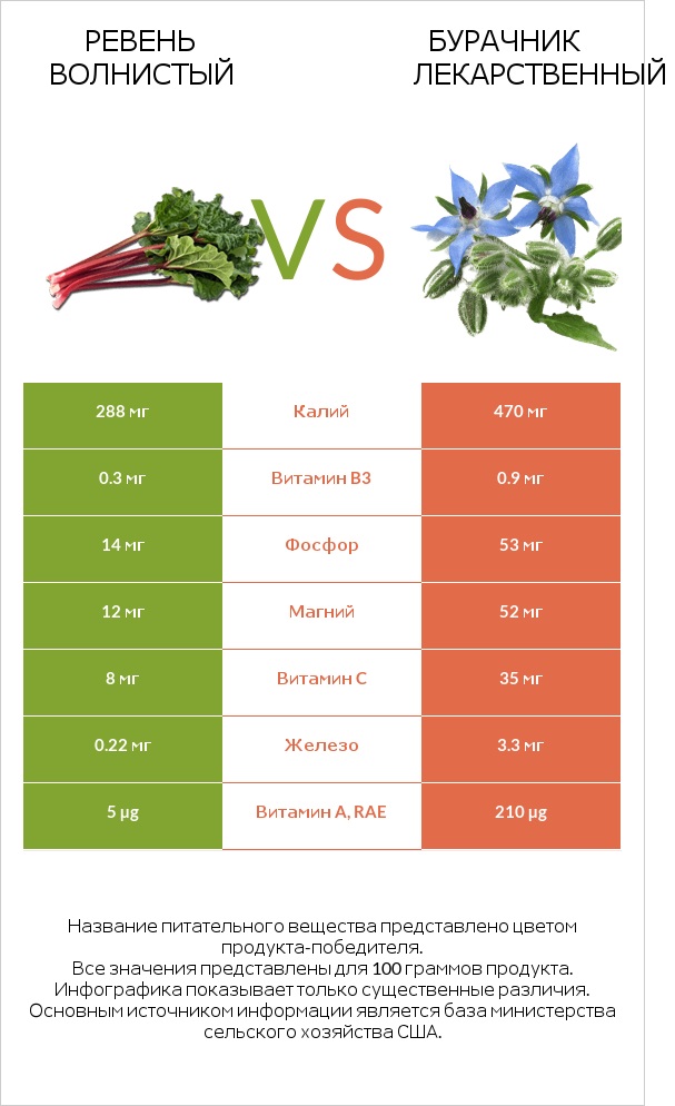 Ревень волнистый vs Бурачник лекарственный infographic