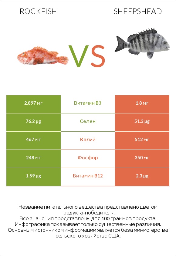 Rockfish vs Sheepshead infographic