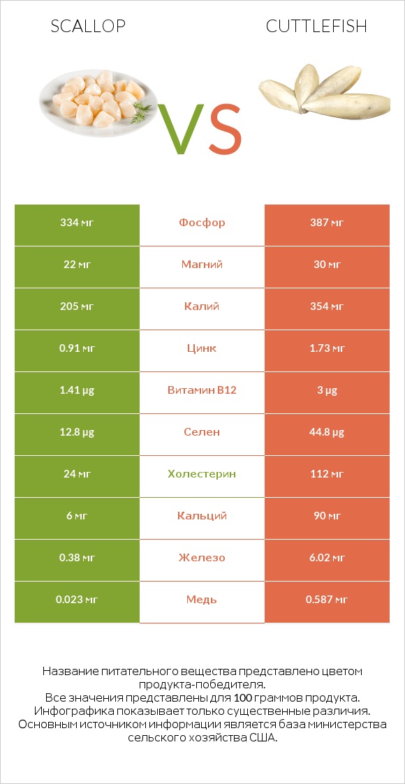 Scallop vs Cuttlefish infographic