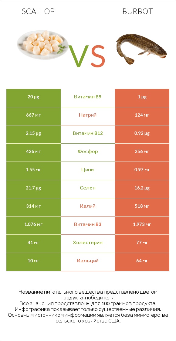 Scallop vs Burbot infographic