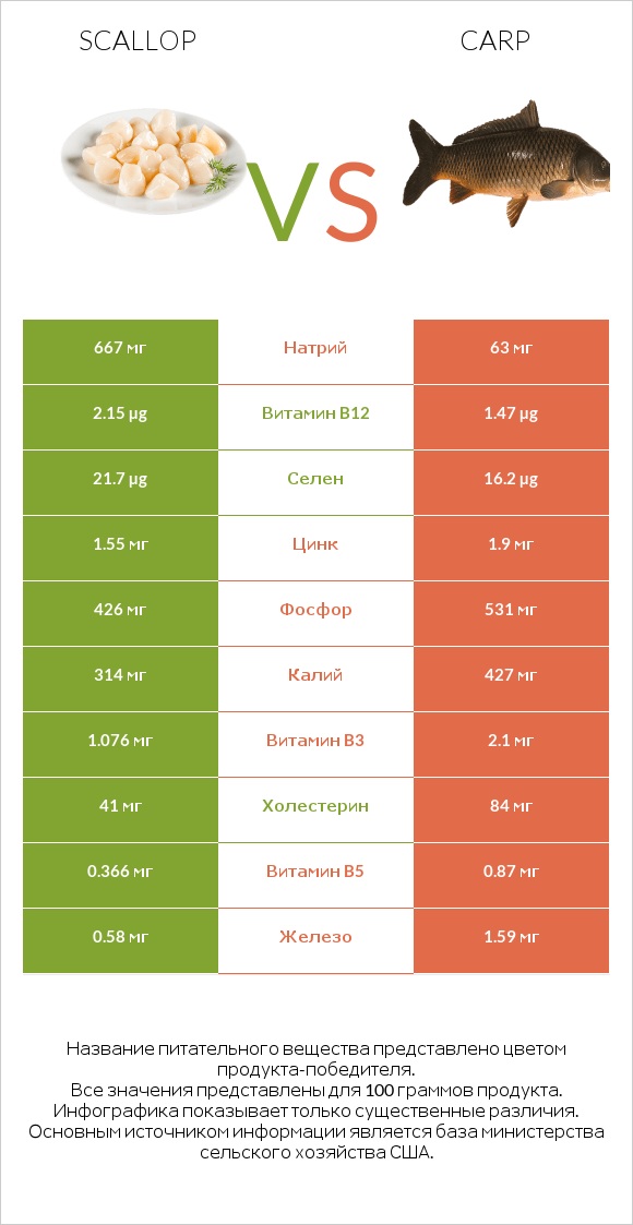 Scallop vs Carp infographic